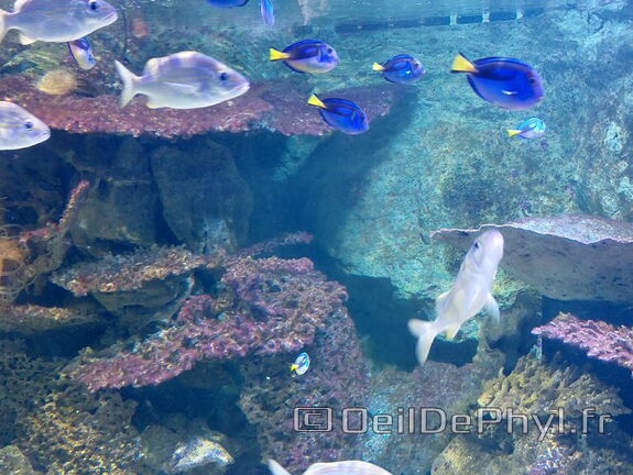 Aquarium du Croisic