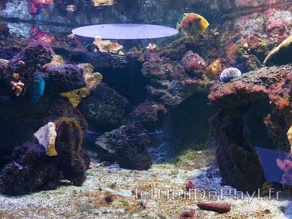 Aquarium du Croisic