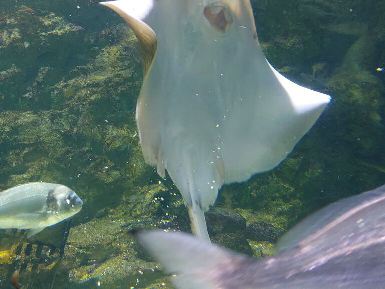 Aquarium du Croisic