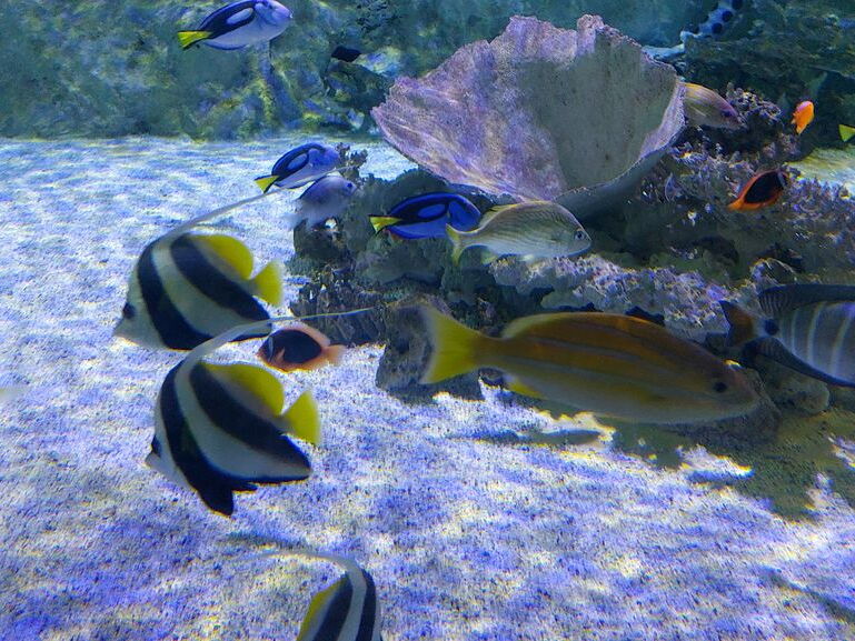 Aquarium du Croisic