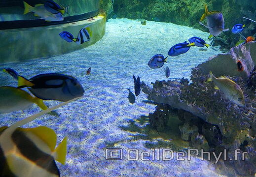 Aquarium du Croisic