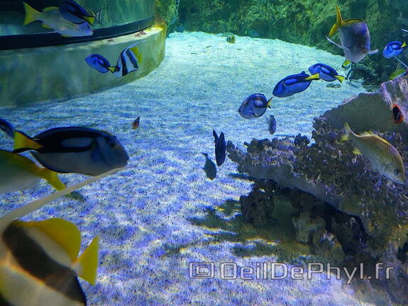Aquarium du Croisic