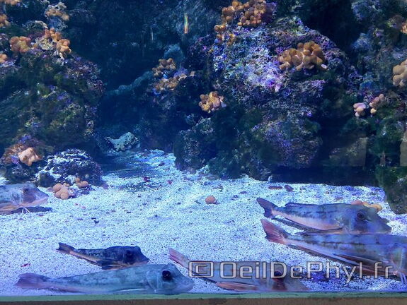Aquarium du Croisic