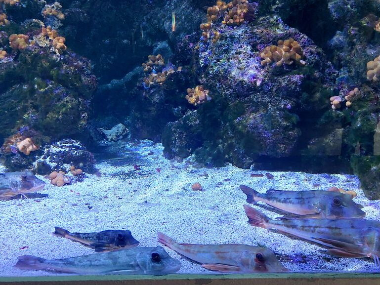 Aquarium du Croisic
