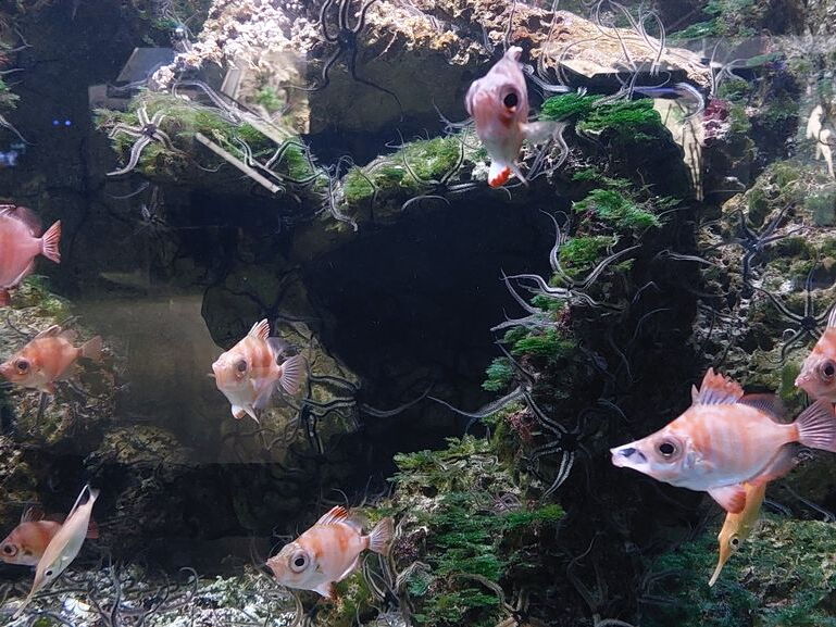 Aquarium du Croisic