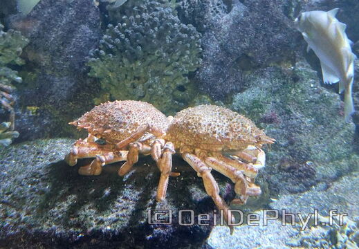 Aquarium du Croisic