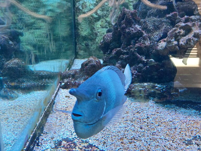Aquarium du Croisic