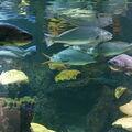Aquarium du Croisic