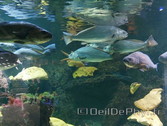 Aquarium du Croisic