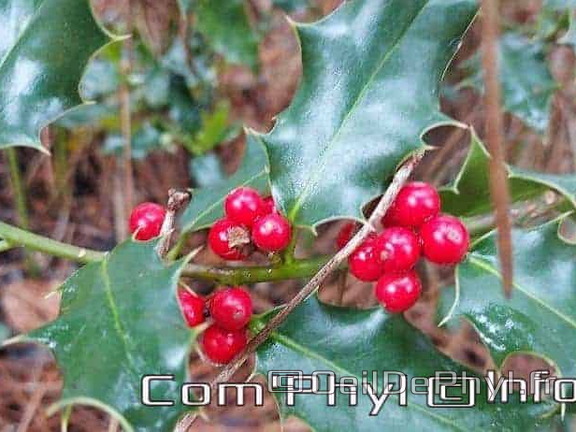 le-houx-boules-rouges-5