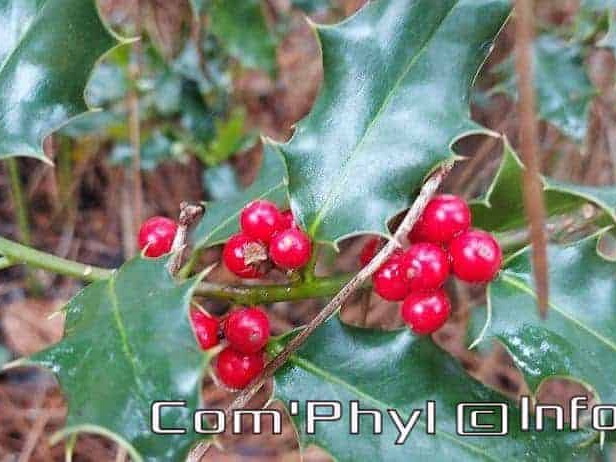 le-houx-boules-rouges-5