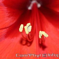amaryllis-rouge-gros-plan-2