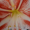 amaryllis-bicolore-2024-03