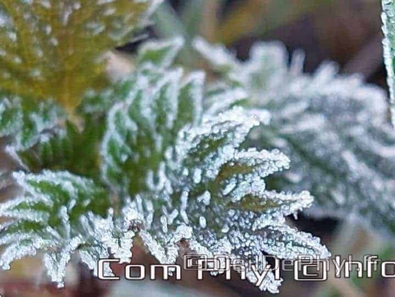 Les plantes givrées