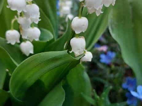 Pdj: 18 avril 2024 - Muguets