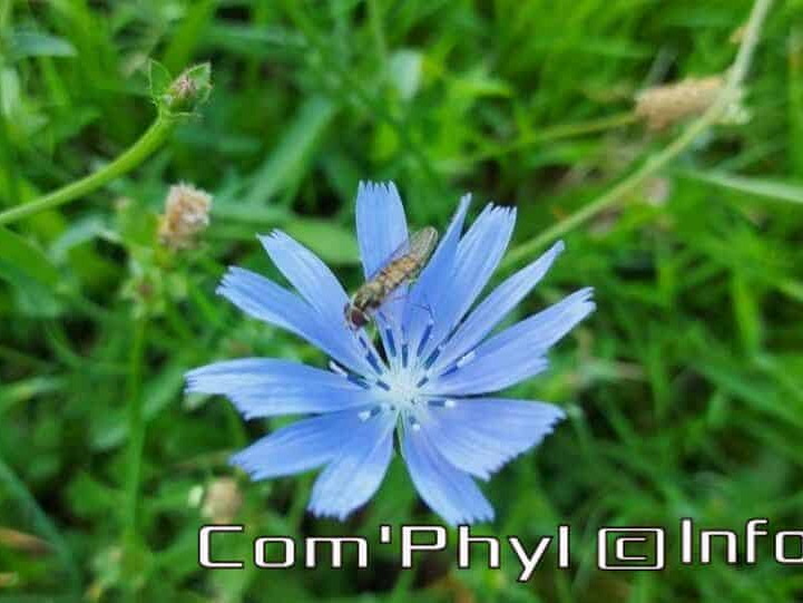 Pdj : 14 août 2021 - Chicorée...