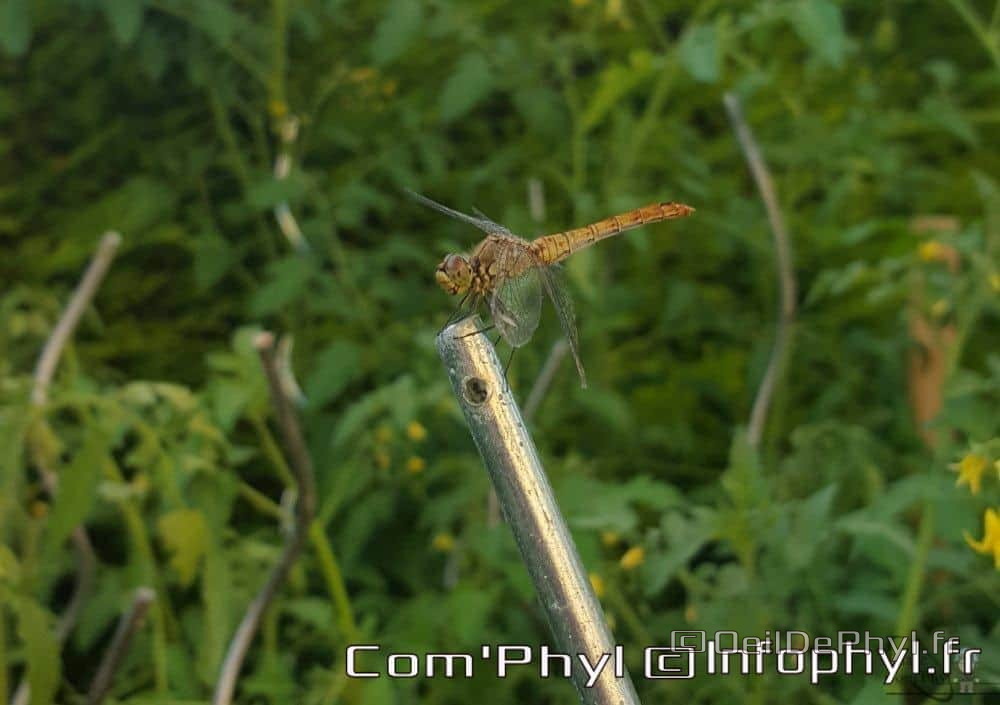 Libellules sur tomates