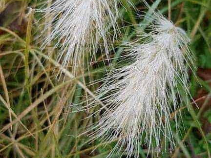Les plantes givrées