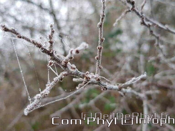 Les plantes givrées
