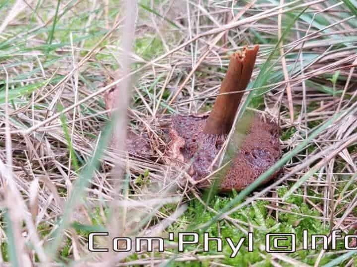 champignons-en-foret-octobre-2022-8