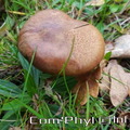 champignons-brun-en-foret-5