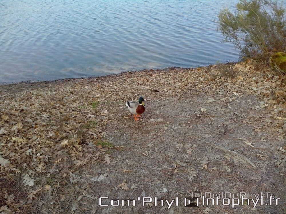 base-de-loisirs-du-lac-de-malague-11