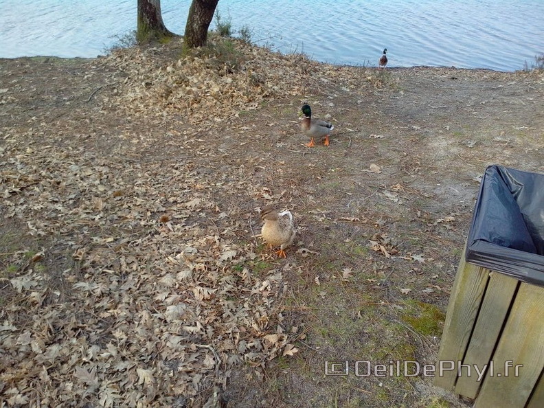 base-de-loisirs-du-lac-de-malague-1