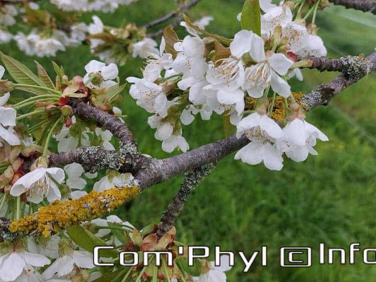 cerisier-en-fleur-2
