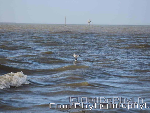 noirmoutier-en-l-ile-le-gois-20