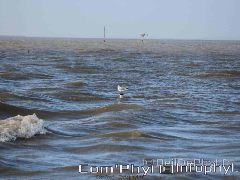 noirmoutier-en-l-ile-le-gois-20