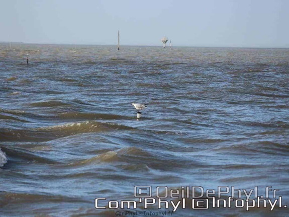 noirmoutier-en-l-ile-le-gois-21