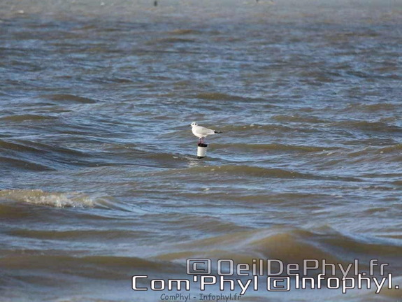 noirmoutier-en-l-ile-le-gois-22