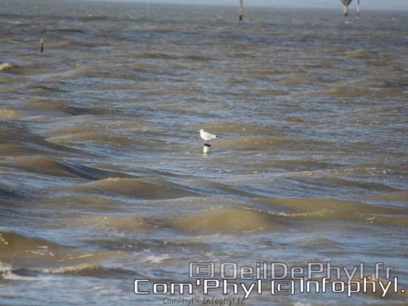 noirmoutier-en-l-ile-le-gois-23