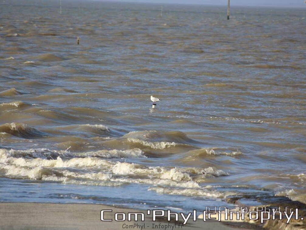 noirmoutier-en-l-ile-le-gois-24