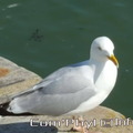 le-croisic-mouette-04