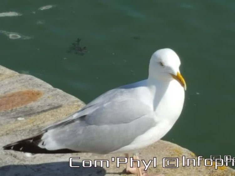 le-croisic-mouette-04