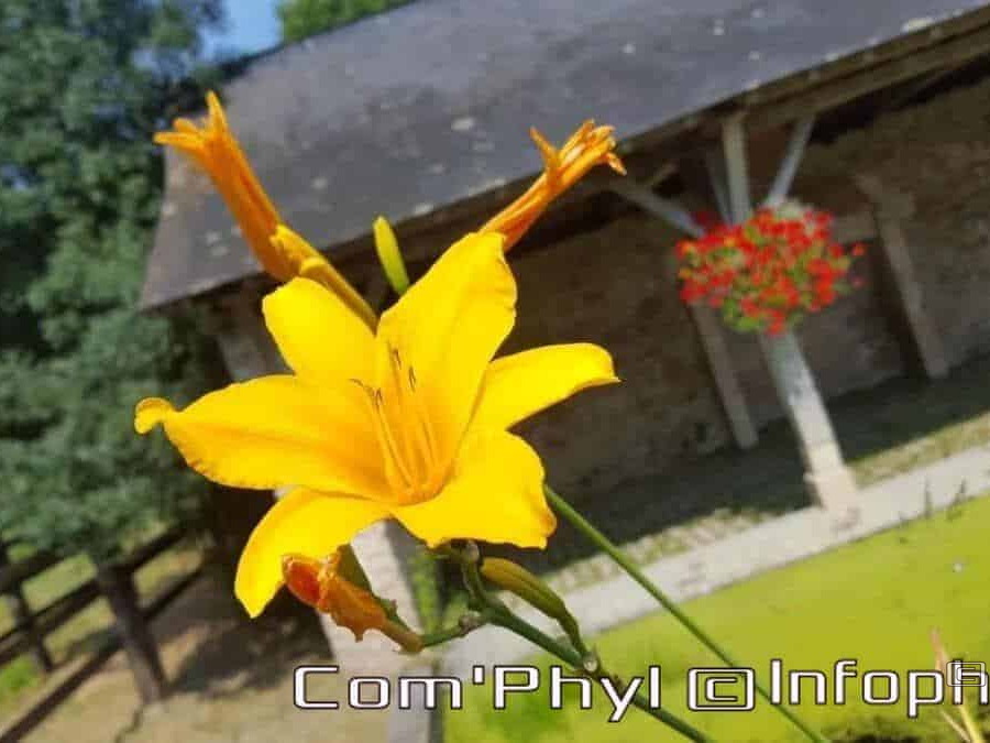 Fleur jaune au lavoir