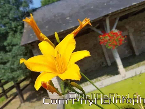 Fleur jaune au lavoir