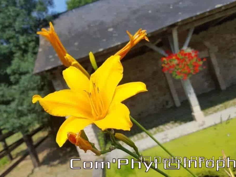 Fleur jaune au lavoir