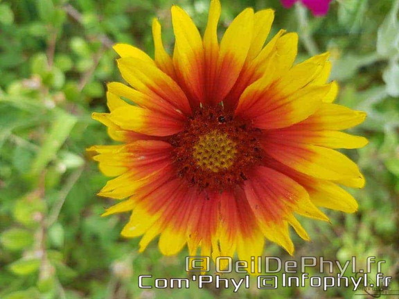 Pdj : 27 mai 2023 - l'été