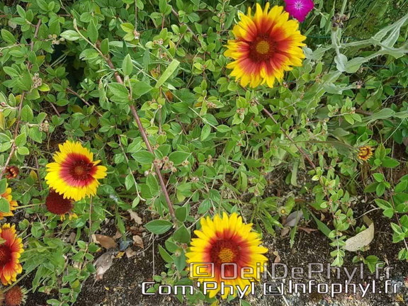 Pdj : 27 mai 2023 - l'été