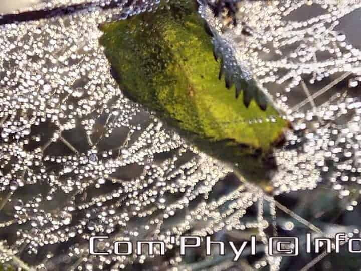 Pdj : 26 septembre 2021 - Rosée