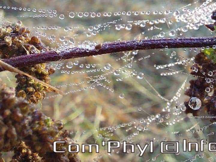 Pdj : 26 septembre 2021 - Rosée