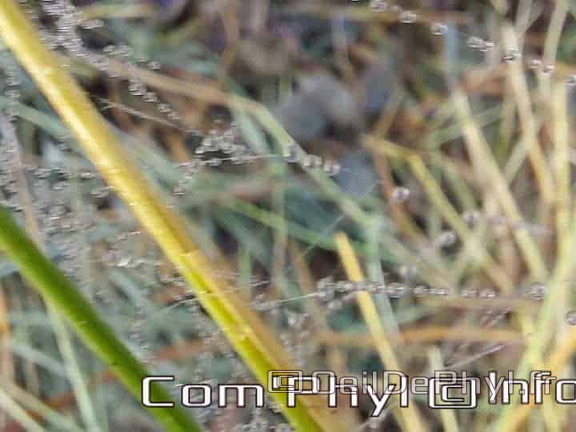 Pdj : 26 septembre 2021 - Rosée