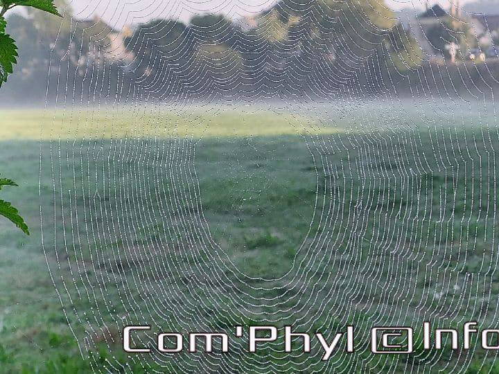 Pdj : 26 septembre 2021 - Rosée