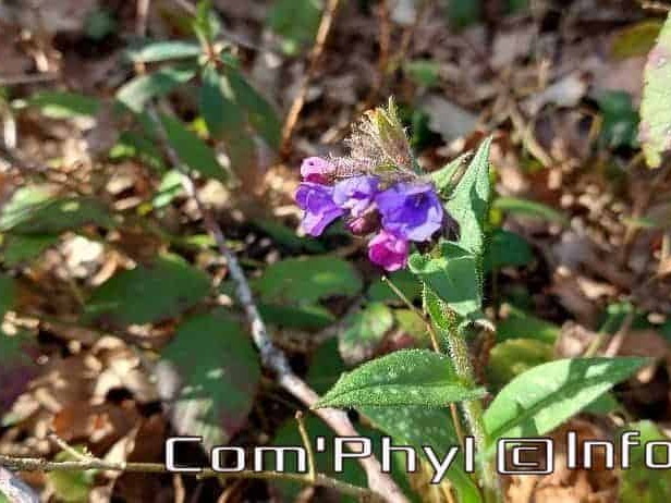 Pdj : 27 février 2022 - Fleurs sauvages