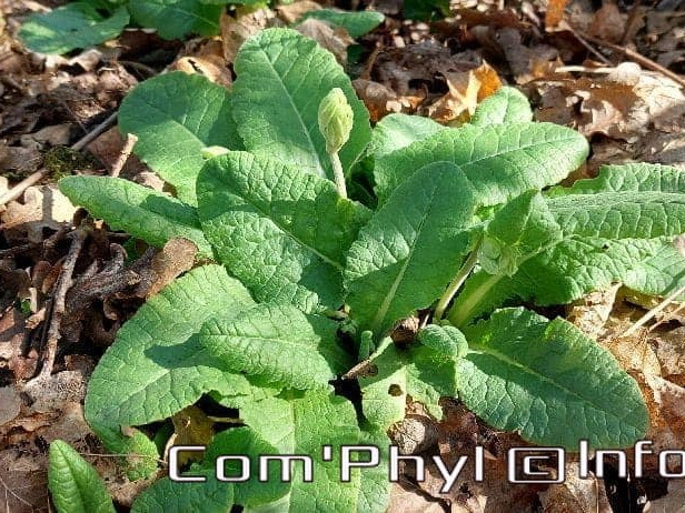 Pdj : 27 février 2022 - Fleurs sauvages