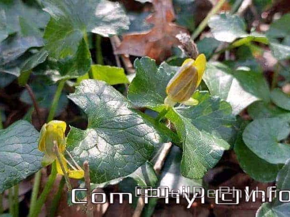 Pdj : 27 février 2022 - Fleurs sauvages