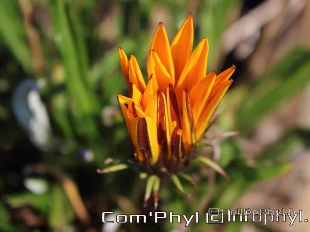 Pdj : 27 mars 2020 - Fleurs de printemps