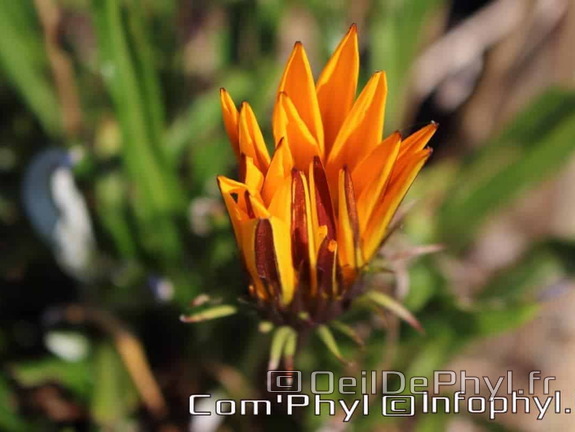 Pdj : 27 mars 2020 - Fleurs de printemps